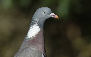 Güzel bir Woodpigeon 'ın vesikalığı, Columba Palumbus..
