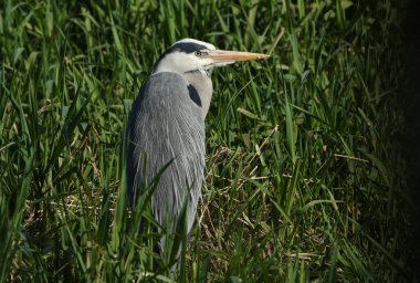 Gri balıkçıl, Ardea cinerea 'da muhteşem bir av, Sazlıkların arasında bir nehrin kıyısında duruyor..