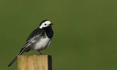 Muhteşem bir Pied Wagtail (Motacilla alba) İskoçya, Orkney 'de bir direğe tünemişti..