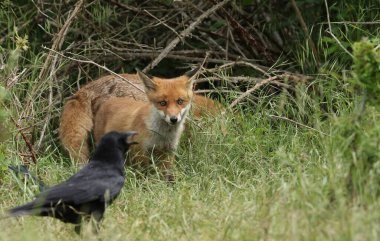 Şirin bir Kızıl Tilki yavrusu, Vulpes vulpes, uzun otların arasında tilkinin yanında duruyor. Bir karga tarafından izleniyor..