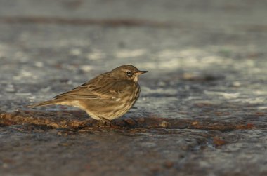İskoçya 'nın kuzeydoğusundaki Moray Firth kıyılarında yiyecek arayan sevimli bir Rock Pipit (Anthus petrosus).