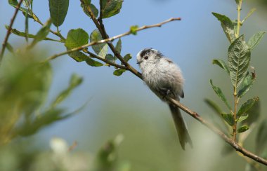 A stunning Long-tailed Tit, Aegithalos caudatus, perched on a branch in a tree. It is hunting for insects to eat.