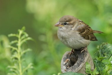 Şirin bir bebek olan House Sparrow, Passer domesticus, ağaç kütüğüne tünemiş. Ailesinin gelip onu beslemesini bekliyor..