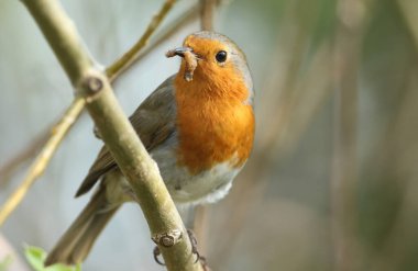 Güzel bir Robin, Erithacus Rubecula, bir ağacın dalına tünemiş ve gagasında bir böcek var..