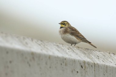 Güzel bir Shore Lark, Eremophila alpestris, yüksek gelgitte deniz duvarına tünemiş..
