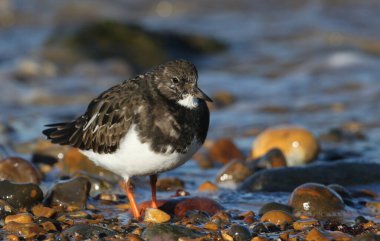 Güzel bir Turnstone (Arenaria yorumlar) yaklaşan gelgitte kıyıda yiyecek arıyor.