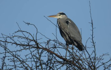 Güzel bir gri balıkçıl (Ardea cinerea) kışın bir ağacın tepesinde tünemektedir..