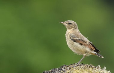 Şirin bir bebek Wheatear (Oenanthe oenanthe) yosunlu bir kayanın üzerine tünemiş.