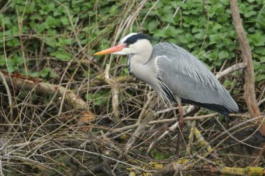 Bir Grey Heron, Ardea Cinerea, İngiltere 'de bir nehrin kenarında avlanıyor.. 