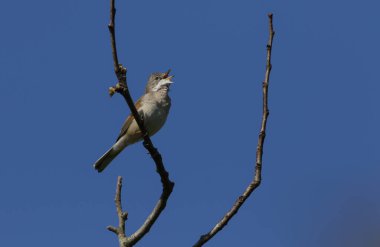 Şarkı söyleyen güzel bir erkek, Sylvia Communis, baharda bir ağacın dalına tünemişti..