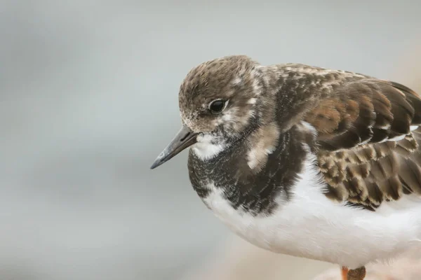 Colpo Testa Una Turnstone Interpreta Arenaria Piedi Una Roccia Sulla — Foto Stock