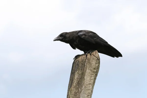 Bastante Joven Cuervo Carrión Corvus Corone Posado Poste Está Esperando —  Fotos de Stock