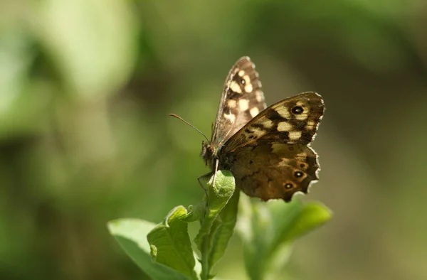 Hezký Motýl Flekatého Dřeva Pararge Aegeria Sedící Listí Kraji Lesa — Stock fotografie