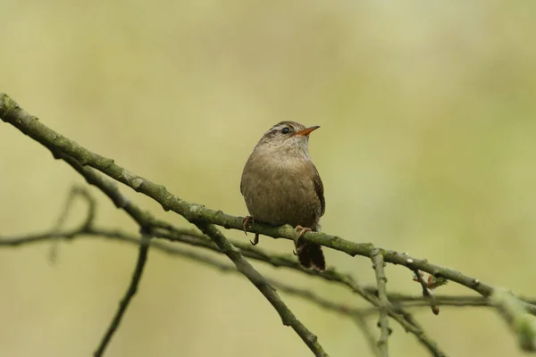 Ein Hübscher Zaunkönig Troglodytes Troglodytes Thront Auf Einem Ast Einem — Stockfoto