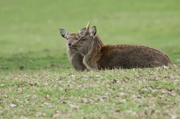 Jeleń Samica Mandżurskiego Jelenia Sika Cervus Nippon Mantchuricus Spoczywający Polu — Zdjęcie stockowe