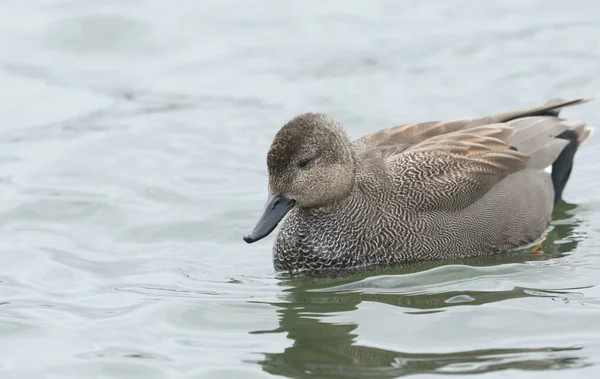 Gadwall Macho Deslumbrante Anas Strepera Nadando Lago — Fotografia de Stock