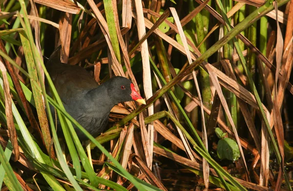 Морская Курица Gallinula Chloropus Скрывающаяся Камышах — стоковое фото