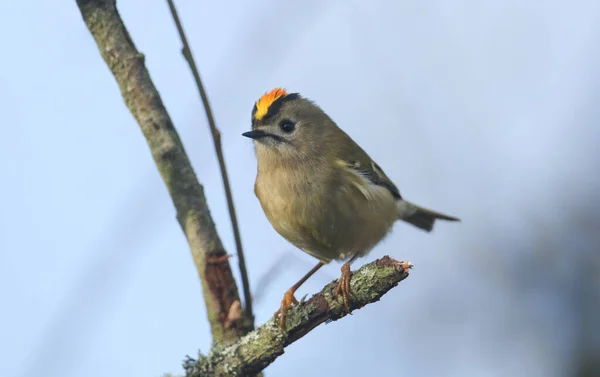 Belo Goldcrest Regulus Regulus Pousando Galho Uma Árvore Está Procura — Fotografia de Stock