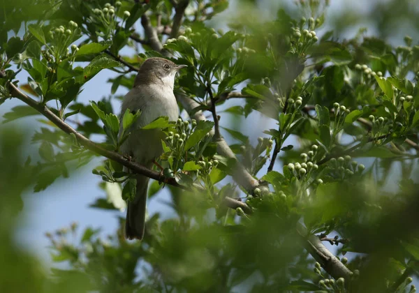 Eine Schöne Singende Weißkehlchen Männchen Sylvia Communis Hockt Einem Weißdornbaum — Stockfoto