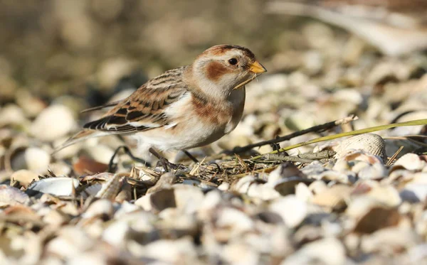 Una Bella Snow Bunting Plectrophenax Nivalis Alla Ricerca Semi Insetti — Foto Stock