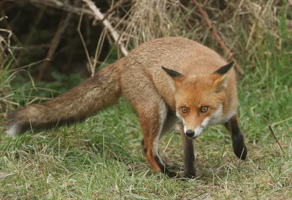 Magnificent Red Fox Vulpes Vulpes Hunting Food Edge Shrubland — Stock Photo, Image