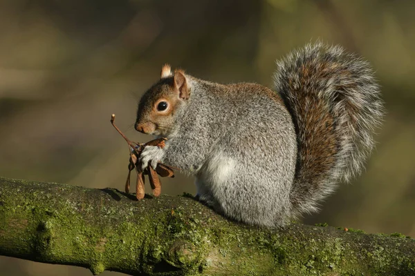 Söt Grå Ekorre Scirius Carolinensis Sitter Sycamore Träd Äter Sina — Stockfoto