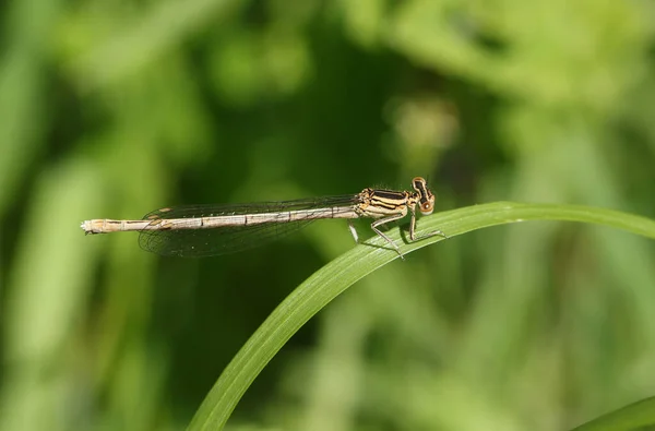 珍しい女性の白い足のDamselfly Platycnemisペニップ 草の刃に突き出た — ストック写真