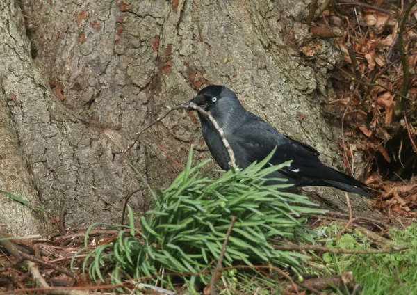Красивая Jackdaw Corvus Monedula Собирает Материал Гнездования Основания Дерева — стоковое фото