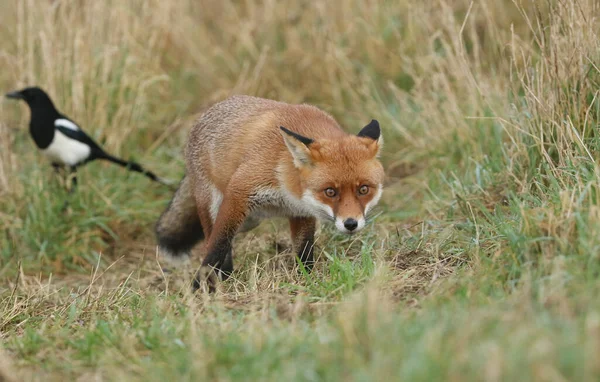 Uma Magnífica Raposa Vermelha Selvagem Vulpes Vulpes Procura Comida Para — Fotografia de Stock