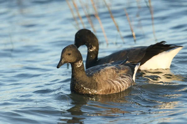 Dua Brent Goose Branta Bernicla Berenang Laut Pada Saat Pasang — Stok Foto