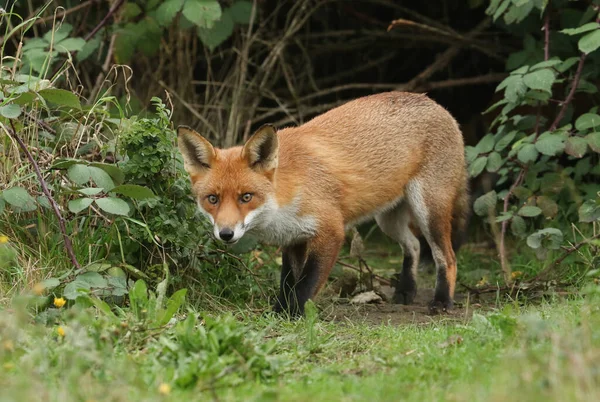 Zorro Rojo Salvaje Cazador Vulpes Vulpes Emergiendo Guarida Maleza — Foto de Stock