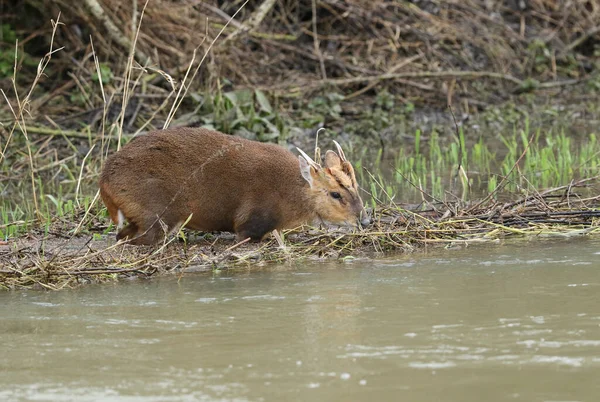 Ошеломляющий Олень Muntjac Deer Muntiacus Reevesi Стоящий Реке Питающийся Новыми — стоковое фото