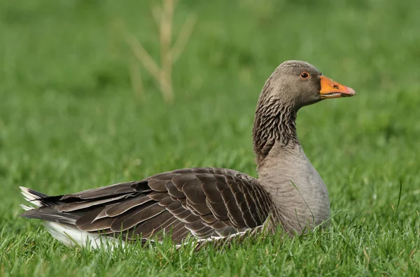 Vacker Greylag Goose Anser Anser Liggande Gräset Ett Fält — Stockfoto
