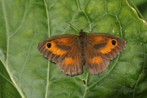 Vacker Gatekeeper Fjäril Pyronia Tithonus Värmer Upp Med Sin Vingspridning — Stockfoto