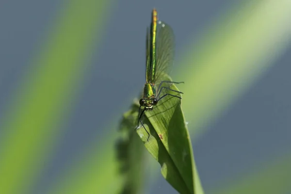 Una Hermosa Hembra Con Banda Demoiselle Damselfly Calopteryx Splendens Descansando — Foto de Stock