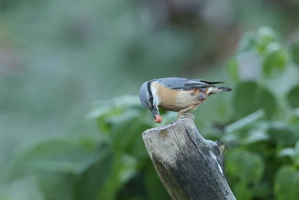 Nuthatch Sitta Europaea Posado Sobre Viejo Tronco Árbol Con Una — Foto de Stock