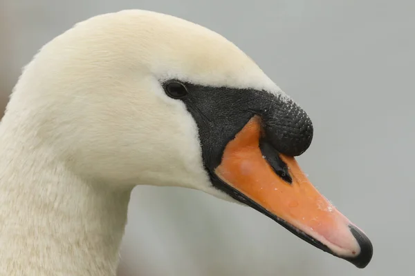 Kopfschuss Eines Atemberaubenden Höckerschwans Cygnus Olor — Stockfoto