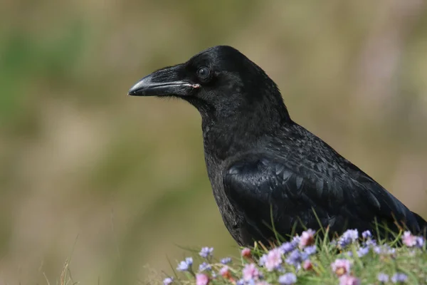 Hermoso Cuervo Joven Corvus Corax Encaramado Acantilado Orkney Escocia Rodeado —  Fotos de Stock