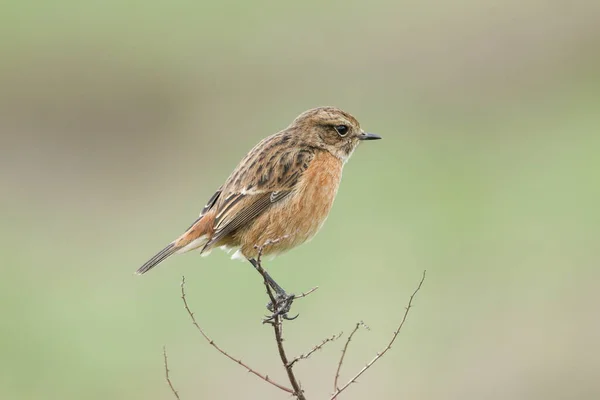 Śliczna Kobieta Stonechat Saxicola Rubicola Siedząca Roślinie Rozgląda Się Owadami — Zdjęcie stockowe