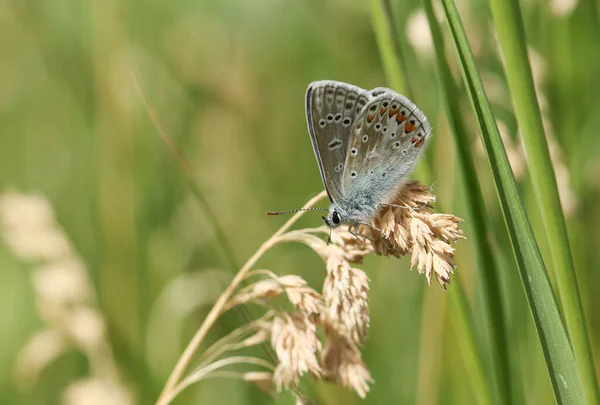 牧草地で草の種子の頭に浸透し 美しい一般的な青い蝶 一夫多妻制Icarus — ストック写真