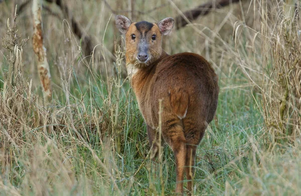 Een Mooi Vrouwtje Muntjac Deer Muntiacus Reevesi Voedt Zich Een — Stockfoto