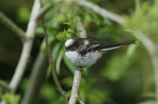 Миле Немовля Довгим Хвостом Aegithalos Caudatus Сидяче Дереві Він Чекає — стокове фото