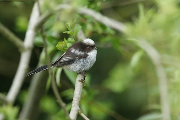 Cute Baby Long Tailed Tit Aegithalos Caudatus Perched Tree Waiting — Stok fotoğraf