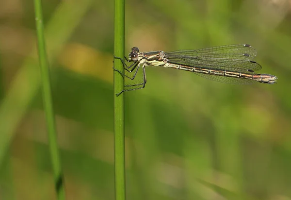 Una Hermosa Hembra Emerald Damselfly Lestes Sponsa Posada Sobre Una — Foto de Stock