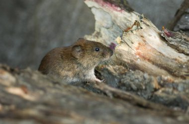 Şirin, vahşi bir Bank Vole, Myodes Glareolus İngiltere 'de ağaçlık bir alanda yiyecek arıyor..