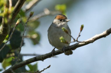 Güzel bir dişi Blackcap, Sylvia atricapilla, bir ağacın dalına tünemişti..
