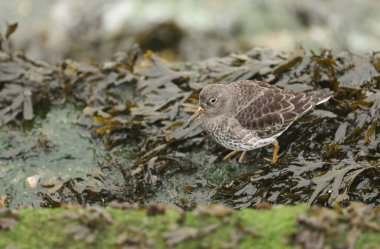Güzel bir Purple Sandpiper, Calidris maritima deniz yükseldiğinde deniz yosunları arasında besleniyor..
