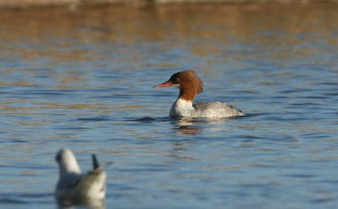 Güzel bir dişi Goosander (Mergus merganser) gölde balık tutuyor..