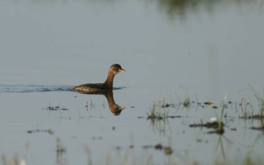 Küçük sevimli bir yunus balığı, Takibaptus Ruficollis, yiyecek bulmak için gölde yüzüyor..