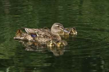 Bir Mallard Duck ve onun sevimli ördekleri, Anas platyrhynchos, gölde yüzüyorlar..